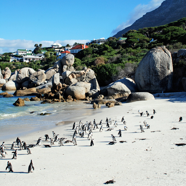 penguin colony on the ocean beach near Capetown
